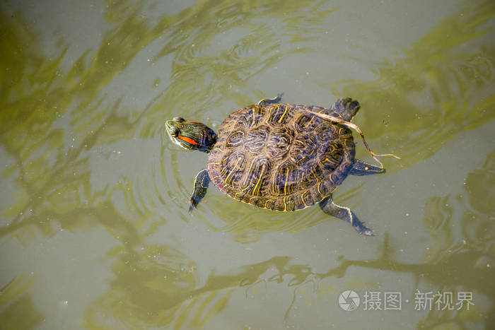 孤独的乌龟在湖水中游泳