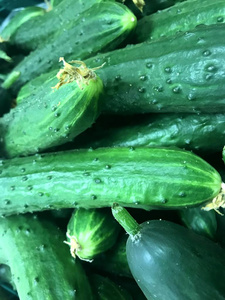 在市场上的新鲜绿色有机黄瓜