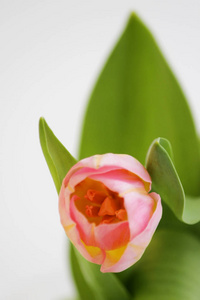 一种粉红色的郁金香，在白色背景上垂直排列的特写