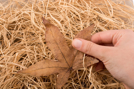 手拿着一片干燥的秋叶在稻草的背景上