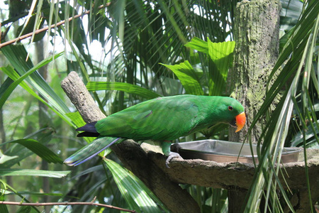 红 lored 鹦鹉, Amazona autumnalis, 与红头, 哥斯达黎加的浅绿色鹦鹉肖像。细节特写鸟的肖像。鸟和粉红