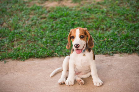 关闭可爱的小猎犬在花园里玩耍