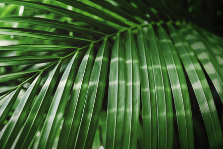 阳光背景的绿色热带棕榈叶