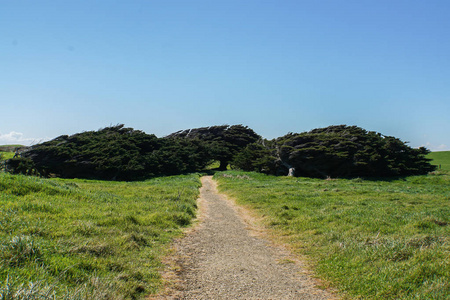 新西兰坡点的松树和其他树木