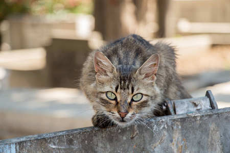 在城市的街道上看到的流浪猫