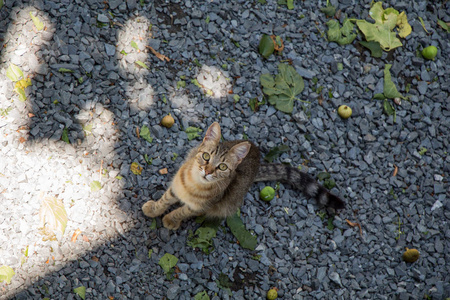 在城市的街道上看到的流浪猫