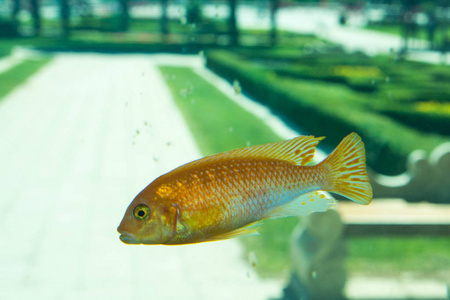 美丽多彩的鱼在水族馆的环境中游泳