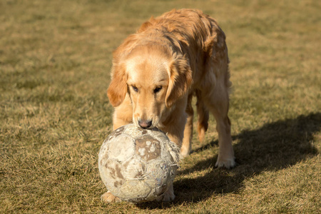 一只金色的猎犬正在花园外面玩耍。