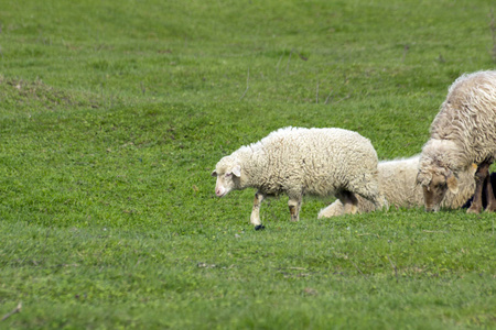 有羔羊的羊在绿色的草地上放牧。