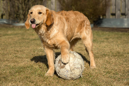 一只金色的猎犬正在花园外面玩耍。