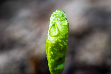 生长在地球上的微小的绿色植物