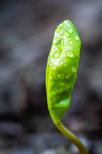 生长在地球上的微小的绿色植物