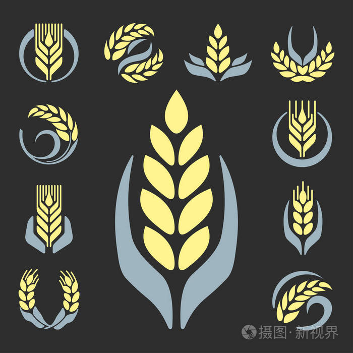 谷物耳朵和谷物农业产业或标志徽章设计矢量食品插画有机自然符号