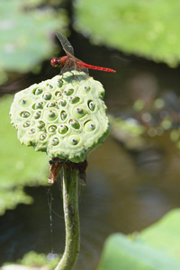 在莲花上关上蜻蜓