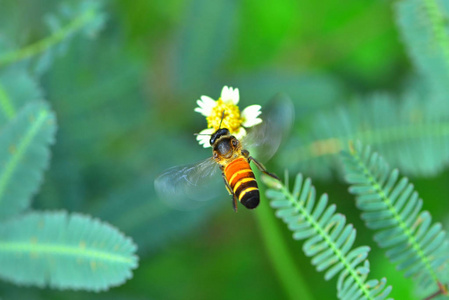 一只蜜蜂飞向美丽的花朵图片