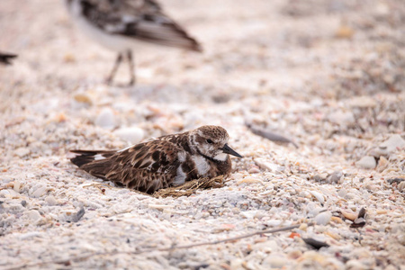 巢红润 turnstone 涉水鸟与蚤缀 interpres