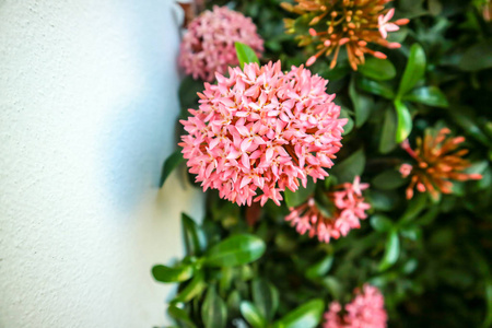 ixora 粉红色的花精品店绽放在庭院在墙壁