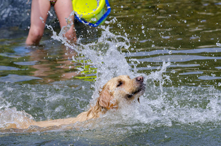 金毛猎犬在湖水中快速奔跑
