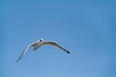 鸟在天空中飞过沧海的海鸥图片