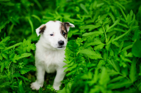 草地上一只小狗的画像