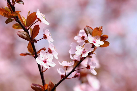 日本的樱花樱花开花美丽。季节背景。室外自然模糊背景与棵开花的树在春天阳光灿烂的日子