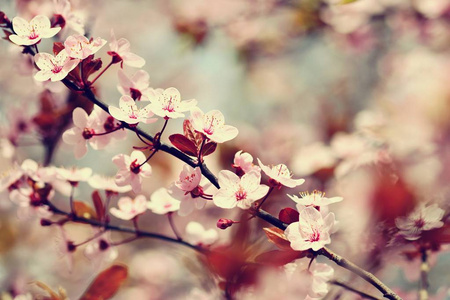 日本的樱花樱花开花美丽。季节背景。室外自然模糊背景与棵开花的树在春天阳光灿烂的日子