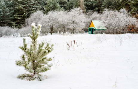 林中空地，松林背景下一间小房子，许多白雪皑皑的冬林意境