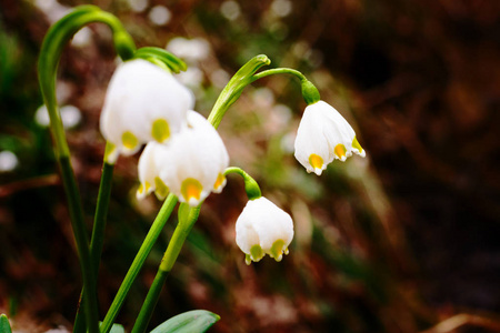 春天的雪花花 Leucojum vernum 在夕阳中绽放