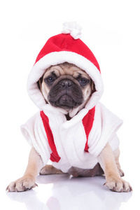 可爱的圣诞老人小狗准备好圣诞节了