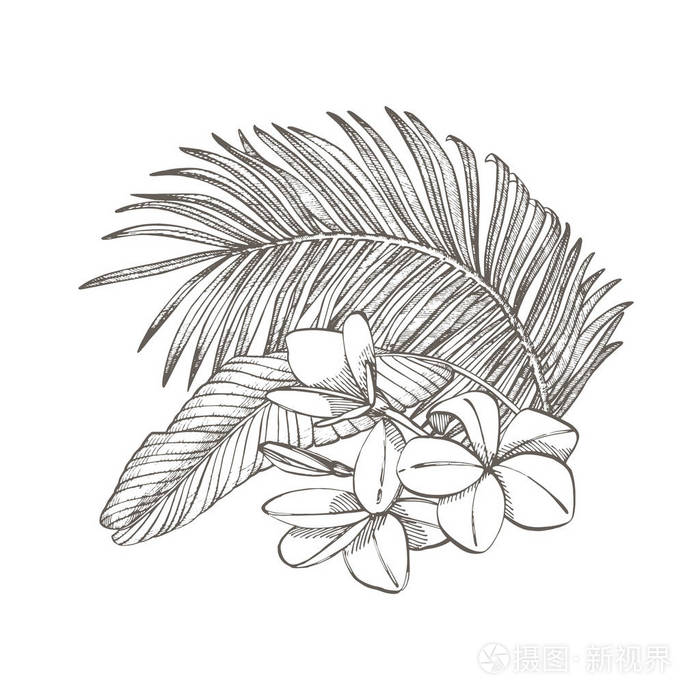 热带棕榈叶.矢量插图.雕刻的丛林叶子插画-正版商用