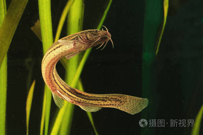 3621*2414px发票合同问题/鱼鲇池塘在泥鳅里查看作者其他作品查看更多