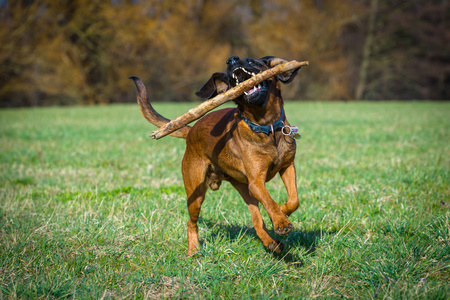 猎犬玩棍子