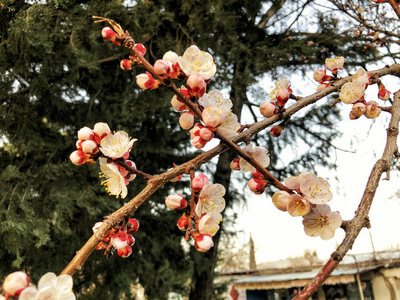 开花分支特写。春天的天气, 晴朗的天空, 村庄里开花的树