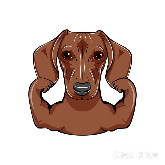 腊肠狗运动员.肌肉.运动员.狗肖像.狗品种.向量