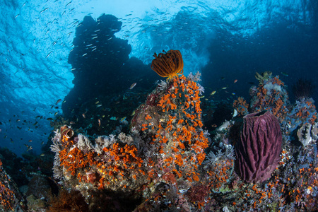 生机勃勃的无脊椎动物在拉贾安帕特美丽的珊瑚礁上茁壮成长。 这个热带地区由于其海洋生物多样性而被称为珊瑚三角形的中心。