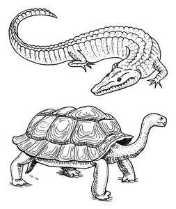 鳄鱼和海龟。爬行动物和两栖动物宠物和热带动物。刻在古老的复古素描画的手。矢量插图。野生动物与外来动物学