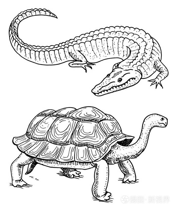 插画 鳄鱼和海龟.爬行动物和两栖动物宠物和热带动物.