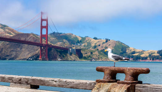 美国加州旧金山码头和金门大桥的海鸥