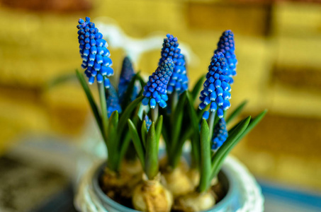 蓝色 Muscari 特写在只是被背景上