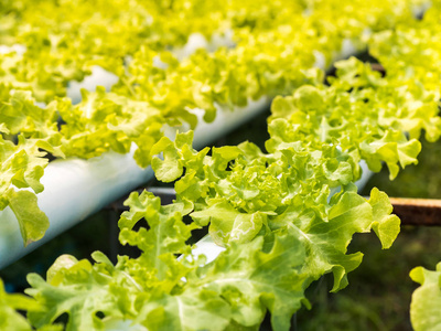 新鲜有机绿色蔬菜沙拉在水培温室 f
