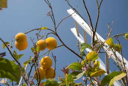 收获季节的柠檬树和梯子