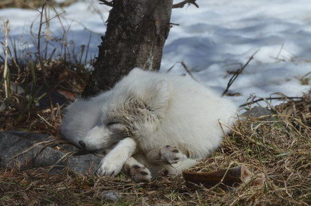北极狐蜷缩在树下
