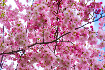 樱花的春季时间分支图片