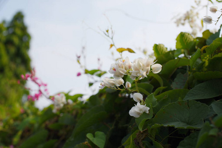 粉红色的小花和蜜蜂。