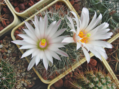 珍稀仙人掌 Mammillaria zephyranthoides 大花