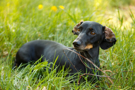黑色小狗猎犬坐在绿草户外