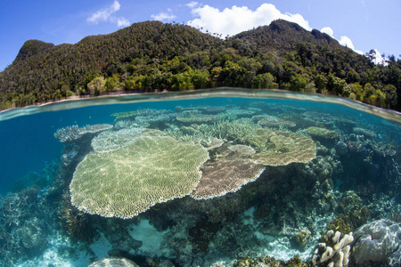 美丽的珊瑚礁建筑珊瑚生长在印度尼西亚的一个浅礁上。 这个热带地区由于其海洋生物多样性而被称为珊瑚三角形的中心。