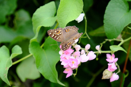 蝴蝶和蜜蜂在篱笆上开着美丽的花。在家里的篱笆上开着美丽的白色和粉红色的花。