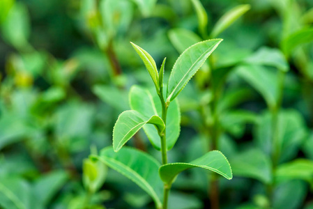 种植园新鲜茶叶。