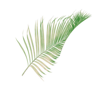 概念夏季与绿色棕榈叶从热带。 花叶花枝分离在白色图案背景上。 平躺顶部视图。